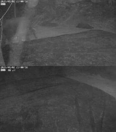 ಚೆಟ್ಟಳಿಯಲ್ಲಿ ಕಣದಲ್ಲಿ ಕಾಫಿಯನ್ನು ಚಲ್ಲಾಪಿಲಿಗೊಳಿಸಿದ ಕಾಡಾನೆ