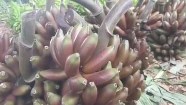 நிலக்கோட்டை: வத்தலக்குண்டு சந்தையில் வாழைத்தார்கள் விலை கிடுகிடு உயர்வு செவ்வாழை ஒரு தார் ரூபாய் 1400க்கு விற்பனை