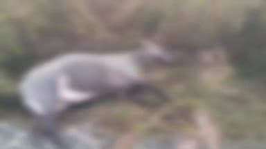 पांडू: लहर बंजारी गांव के पास मालगाड़ी से कटकर नीलगाय की मौत