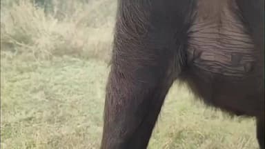 पोलायकलां: सुंदरसी के खामखेड़ा गांव में तेंदुए का हमला, बछड़ा घायल, वन विभाग ने पगमार्क से की पुष्टि