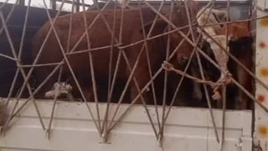 बांसगांव: किसानों ने आवारा पशुओं को पशु केंद्र भेजा, गगहा विकास खंड के रकहट में फसलों को बचाने के लिए कार्रवाई