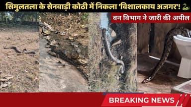 सिमुलतला के सेनवाड़ी कोठी में निकला 'विशालकाय अजगर'! 🐍 प्लंबर के उड़े होश! #simultalanews #trending