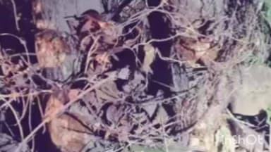 केिशनपुर: किशनपुर के सोहागपुर में सड़क दुर्घटना, दो लोगों की मौत, बाइक सवार बने रफ्तार का शिकार