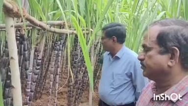 உடையார்பாளையம்: உல்லியக்குடி கிராமத்தில் பொங்கல் பரிசு தொகுப்பில் வழங்கவுள்ள கரும்பின் தரம் குறித்து ஆட்சியர் ஆய்வு