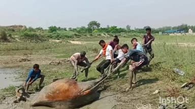 डिबाई: डिबाई क्षेत्र के कर्णवास में गंगा किनारे दलदल में फंसे एक गोवंश को गंगासेवकों ने सुरक्षित बाहर निकाला