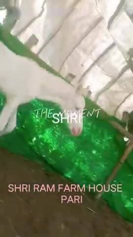 SHREE RAM FARM HOUSE HORSE SALE AND PURCHASE