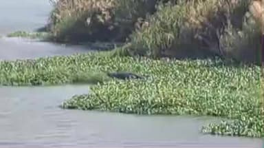 சிதம்பரம்: சிதம்பரம் அருகே கொள்ளிடம் ஆற்றில் ஓய்வெடுக்கும் ராட்சத முதலை