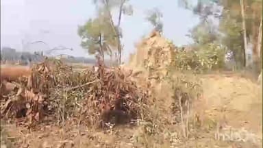 খুমটাই: খুমটাইৰ সেন্দুৰিটিঙ চাহ বাগিচাত চলিছে অবৈধ বনাঞ্চল ধ্বংস যজ্ঞ, বন বিভাগৰ বিৰুদ্ধে ক্ষোভ স্থানীয় ৰাইজৰ