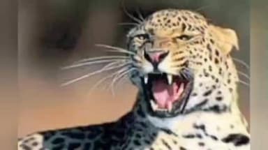 संग्रामपूर: संग्रामपूर तालुक्यात बिबट्याचा मुक्त वावर! शेतकऱ्यांसह ग्रामस्थ दहशतीखाली, वनविभागाकडून उपाय योजनांची गरज