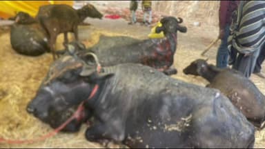 नासरीगंज: फूस की गौशाला में आग लगने से तीन बछड़े समेत छह भैंसें झुलसीं