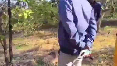 तामिया: तेंदुए के हमले में बकरियों की मौत, वन विभाग ने मुआवज़े का किया ऐलान, ग्रामीण बोले दो लापता