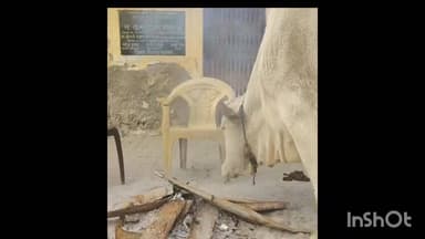 रामनगर: रामनगर क्षेत्र में भीषण ठंड पड़ रही है, गाय ठंड में अलाव के सहारे खड़ी, वीडियो सोशल मीडिया पर वायरल