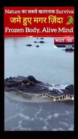 Nature का सबसे खतरनाक Survival: जमे हुए मगर ज़िंदा (Frozen Body, Alive Mind)
भारत तक न्यूज़
#viral #news #trending