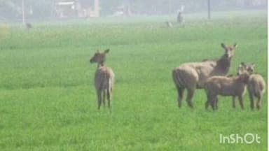 मेसकौर: नीलगाय का आतंक किसानों पर भारी, प्रशासन से ठोस कार्रवाई की मांग