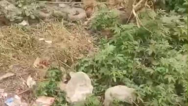 बीरपुर: जोकिया में 10 फीट लंबा विशाल अजगर मिलने से दहशत, रेस्क्यू टीम को नहीं मिली सफलता