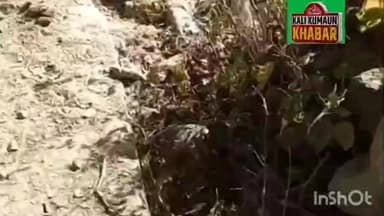 लोहाघाट के सीमांत नगरूघाट में गूल क्षतिग्रस्त होने से सैकड़ो नाली भूमि हुई बंजर किसान नहीं कर पा रहे हैं खेती