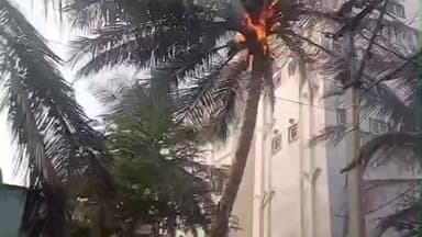 பழனி: அரசு மருத்துவமனை வளாகத்தில் தீ விபத்து- தென்னை மரத்தில் தீ பிடித்தது எரிந்ததால் பரபரப்பு