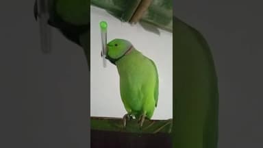 भविष्य बताने वाला तोता #ख़बर1इंडिया