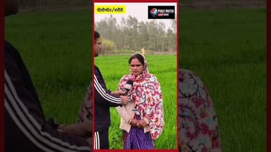 #यूपी पीलीभीत ढेरम मंडरिया सहराई मे जंगली हाथी ने किसान के कई एकड़ फसल किये बर्बाद #latestnews #news