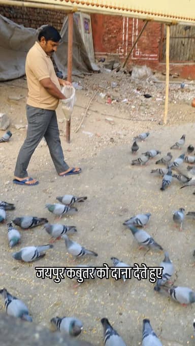 जयपुर कबुतर को दाना देते हुए #breaking