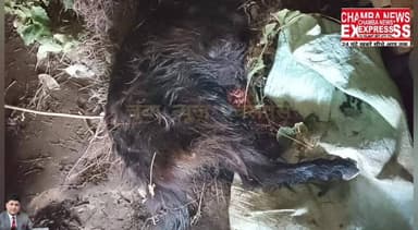 गरनोटा क्षेत्र में रीछ का आतंक, भेड़-बकरियों को बनाया निशाना
#spkhimachalpradesh #CMOHimachal #dcchamba #himachal #cham...