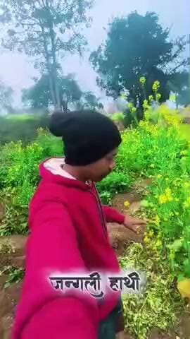 मुरमुटा गाँव में जंगली हाथियों का उत्पाद। किसान भाई का बोहोत नुकसान #हाथी #hathi #जंगलीजनवर #todaynews #news #ramgarh