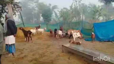 मिहींपुरवा: मिहींपुरवा में तेंदुए ने बकरी पालन में घुसकर बकरियों पर किया हमला, 13 की मौत और 6 घायल, इलाज जारी