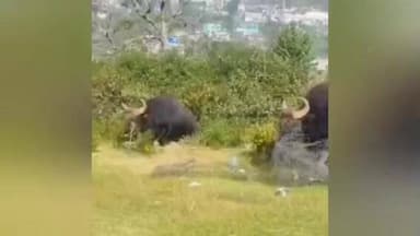 கொடைக்கானல்: கொடைக்கானலில் காட்டு மாடுகள் மோதல் வீடியோ சமூக வலைதளங்களில் வைரல்#viralvideo