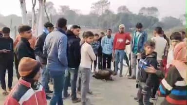 नौतन: चनपटिया: 15-20 साल बाद दिखा विशालकाय गिद्ध, सन सरैया के खेत में मिला दुर्लभ पक्षी, गांव में हड़कंप