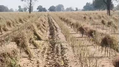 मुक्ताईनगर: मुक्ताईनगर तालुक्यात 3 हजार हेक्टरवर तुरीची लागवड भाव समाधानकारक असल्यामुळे शेतकरी समाधानी