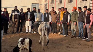 नईसराय: नई सराय क्षेत्र की गौशालाओं में भाजपा पदाधिकारियों ने गायों को खिलाया औषधि युक्त हरीला