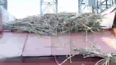 राधानगरी: थकीत ४२९ कोटी एफआरपी व्याजासह द्या व घोडावत खांडसरीचा गाळप परवाना रद्दसाठी आंदोलन अंकुश संघटनेचे निवेदन