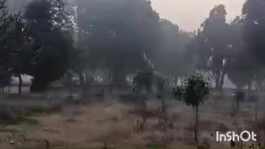 कामडारा: जरिया जंगल से भटककर एक जंगली हाथी गरई गांव पहुंचा, वनकर्मी भगाने में जुटे