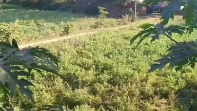 गलियाकोट: शीतलहर से चने की फसल में इल्ली पड़ने की संभावना, किसानों की चिंताएं बढ़ी