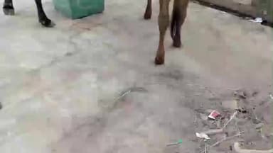 मलसीसर: मंडावा में प्रतिबंधित चाइनीज मांझा की बिक्री हो रही, स्थानीय लोगों ने प्रशासन से सख्त कार्रवाई की मांग की