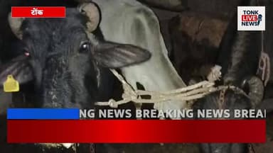 सोहेला में रात के अंधेरे में भैंस चोरी की कोशिश, हाईवे पर छोड़कर भागे चोर।
#BuffaloTheft
#AnimalTheft
#RuralAlert
#Highw...