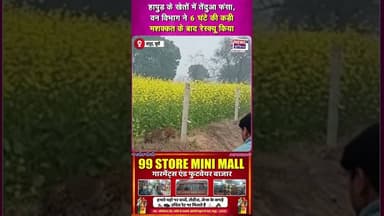 हापुड़ के खेतों में तेंदुआ फंसा, वन विभाग ने 6 घंटे की कड़ी मशक्कत के बाद रेस्क्यू किया !! #shorts