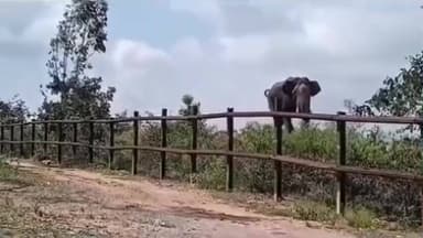 ಹೆಗ್ಗಡದೇವನಕೋಟೆ: ಅರಣ್ಯ ಇಲಾಖೆ ವಾಹನ ಚೇಸ್ ಮಾಡಿದ ಗಜರಾಜ: ವಿಡಿಯೋ ಎಲ್ಲೆಡೆ ವೈರಲ್