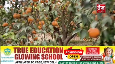 तेजाखेड़ा के किसान का सबसे महंगा बिका किन्नू का बाग, 18 सालों से कर रहे है हाइटेक खेती, 23 लाख में बिका 4 एकड़ का बाग, देख...