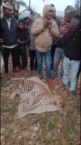 लवाण: वन नाका खवारावजी के थूमडी के खट्यारा भगवा माता मंदिर के पास कुत्ते के शिकार को लेकर भिड़े दो पैंथर, एक की हुई मौत