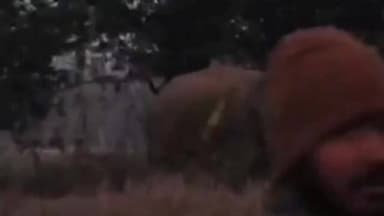 टंडवा: दुम्बी गांव में जंगल से भटका हाथी, फसल बर्बाद, लोगों में दहशत