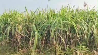 தேன்கனிகோட்டை: மாருப்பள்ளியில் கரும்புக்கு கூடுதல் விலை தர வேண்டும் தமிழக அரசுக்கு விவசாயிகள் அரசுக்கு கோரிக்கை