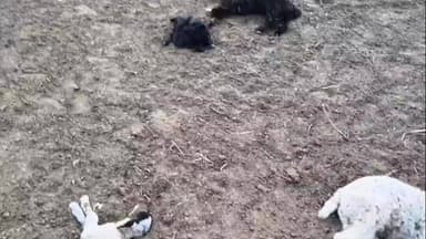 पूंगल: 8 एलएम डेलीतलाई में शिकारी कुत्ते ने भेड़-बकरियों को उतारा मौत के घाट, बच्चे पर किया हमला