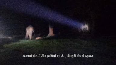 जैतहरी: धनगवां बीट में तीन हाथियों का डेरा, जैतहरी क्षेत्र में फैली दहशत