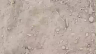 मैनाटांड़: भंगहा बाजार के पास ब्रह्म स्थान में शावक के साथ बाघिन देखी गई