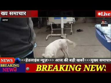 #आगरा एसएन मेडिकल कॉलेज मे मरीजों के साथ सोते हुए कुत्ते नजर आये नहीं देते है कर्मचारी जानवरो पर