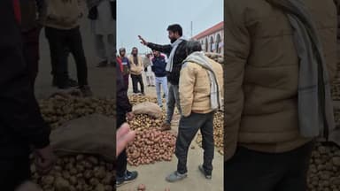 कल से आज आलू के भाव में हुआ बड़ा बदलाव ठठिया मंडी कन्नौज में #potatofarming