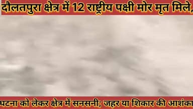 #दौलतपुरा_में_12_राष्ट्रीय_पक्षी_मोर_मृत_मिले_क्षेत्र_में #सनसनी_जहर_या_शिकार_की_आशंका_जांच_शुरू
#dolatpura #me #12 #ra...