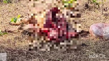 तोकापाल: तोकापाल ब्लॉक के कुमार मारेंगा क्षेत्र में बाघ ने गाय को बनाया अपना शिकार, ग्रामीणों में दहशत