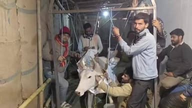 यह गौ माता ख़डी नहीं हो पा रही थी इनकी रीड़ की हड्डी में दिक्क़त है।
श्री वृंदावन धाम गौ सेवा समिति बैराड़ के गौ सेवकों धीर